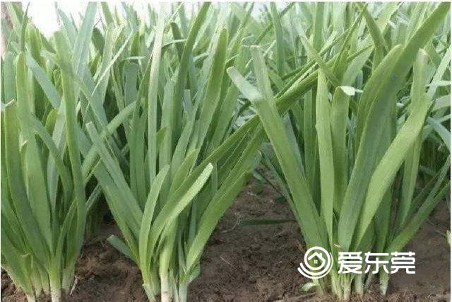 要想让韭菜越长越粗，在种植时应该如何做？